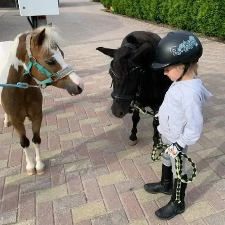 Прогулка с мини-лошадкой