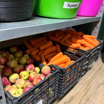 Угощение для лошадей